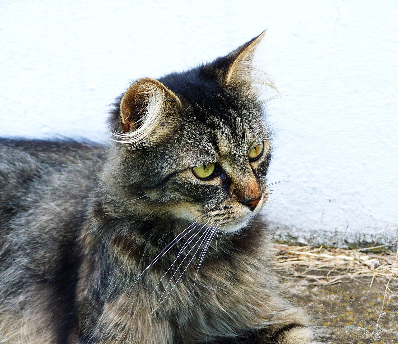 domestic cat tabby pets free photo