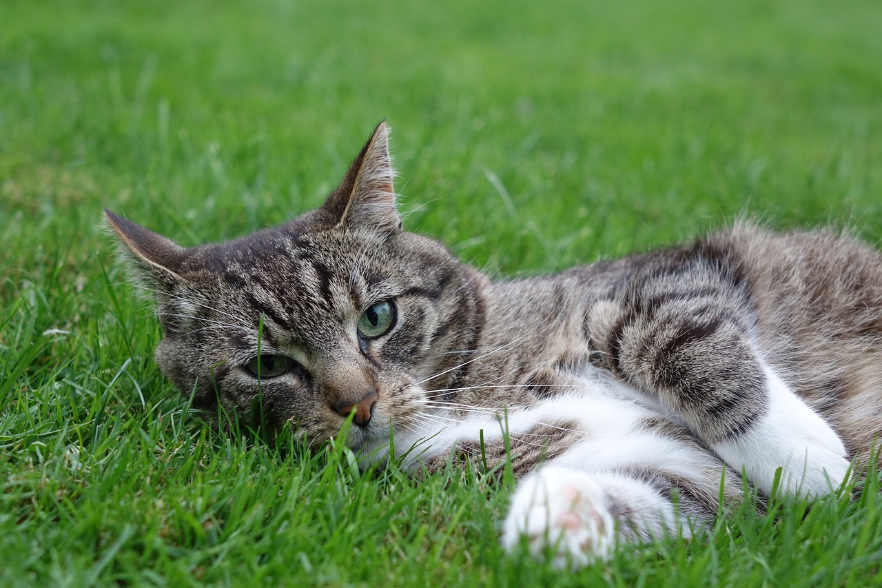 domestic cat lying meadow free photo