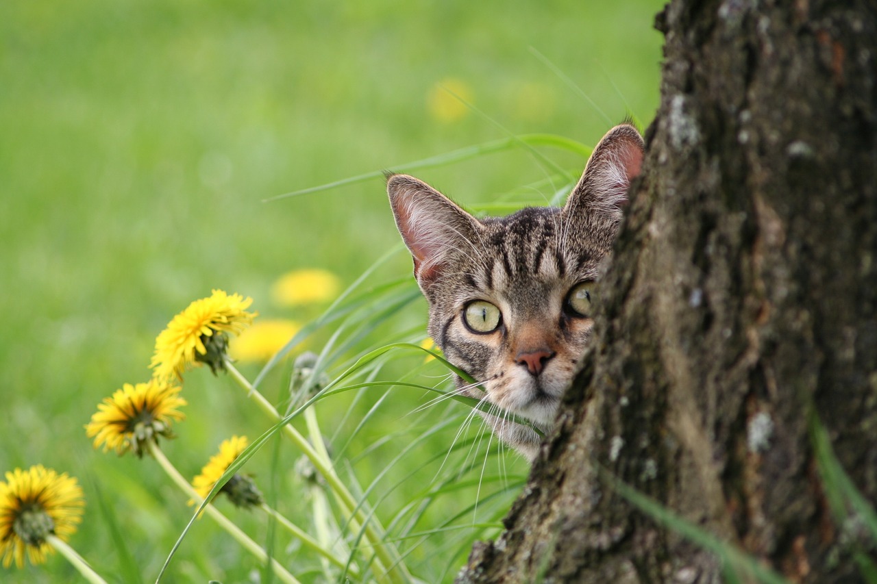 domestic cat brindled tomcat free photo