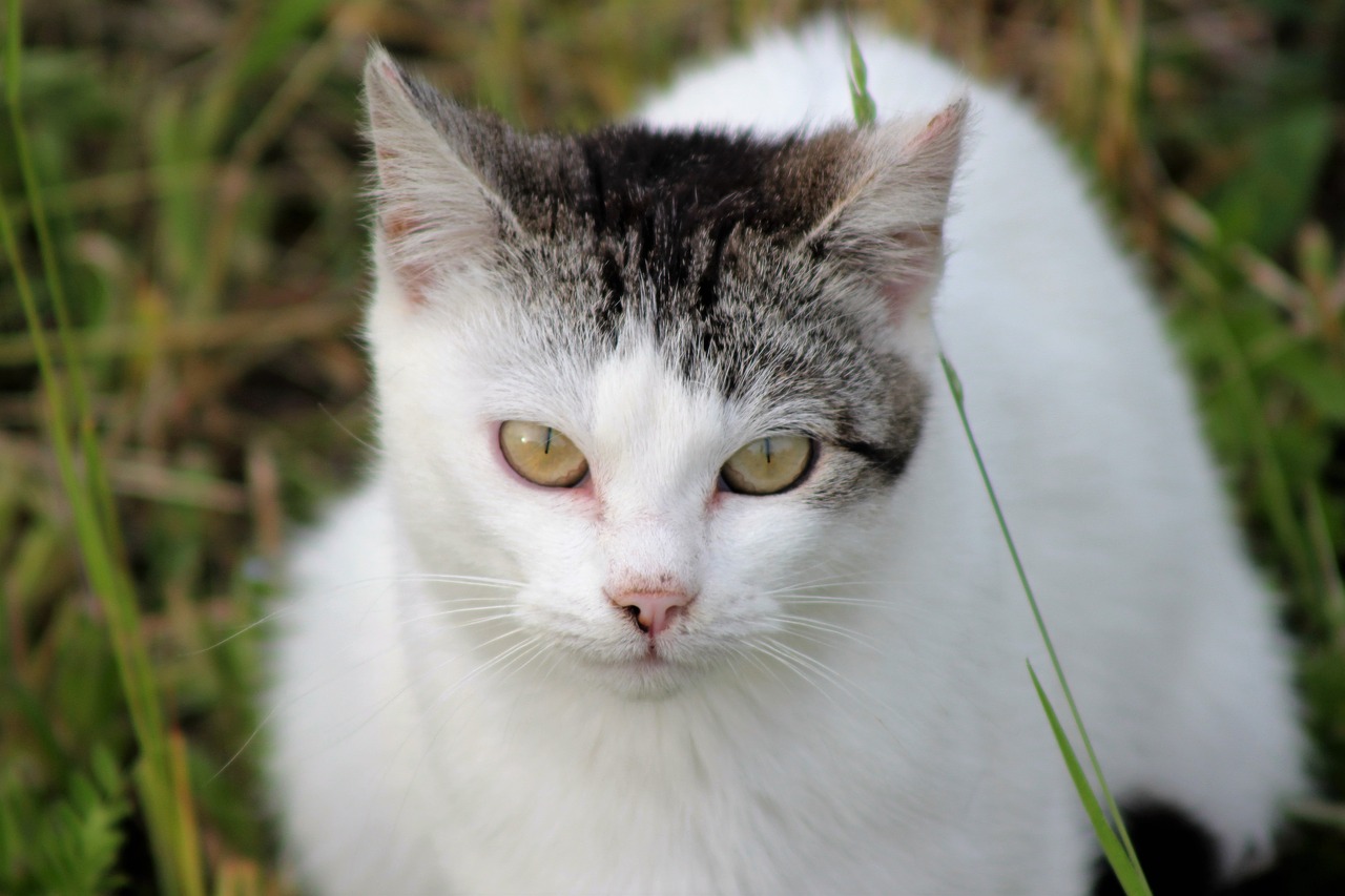 domestic cat white animal free photo