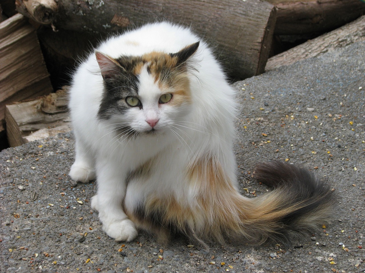 domestic cat felis catus elizabeth taylor free photo
