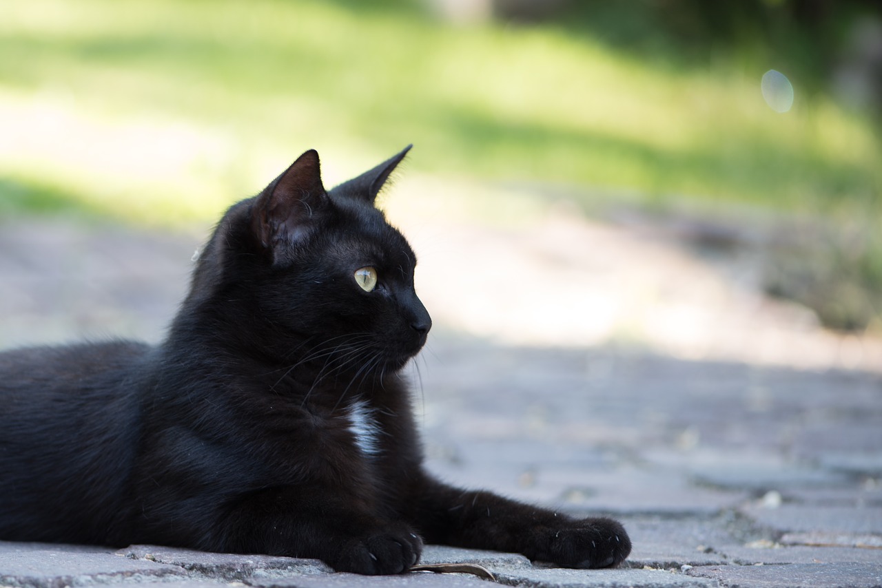 domestic cat black cat kitten free photo