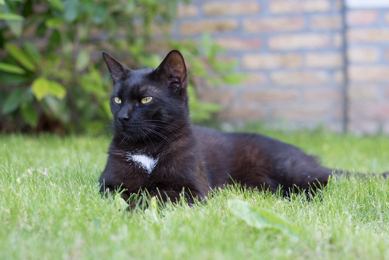 domestic cat black cat kitten free photo