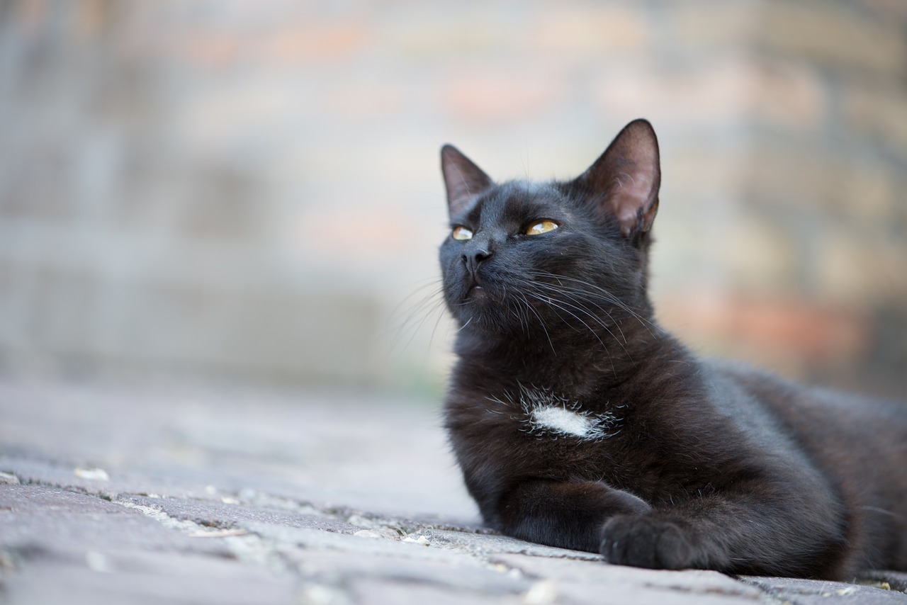 domestic cat black cat kitten free photo