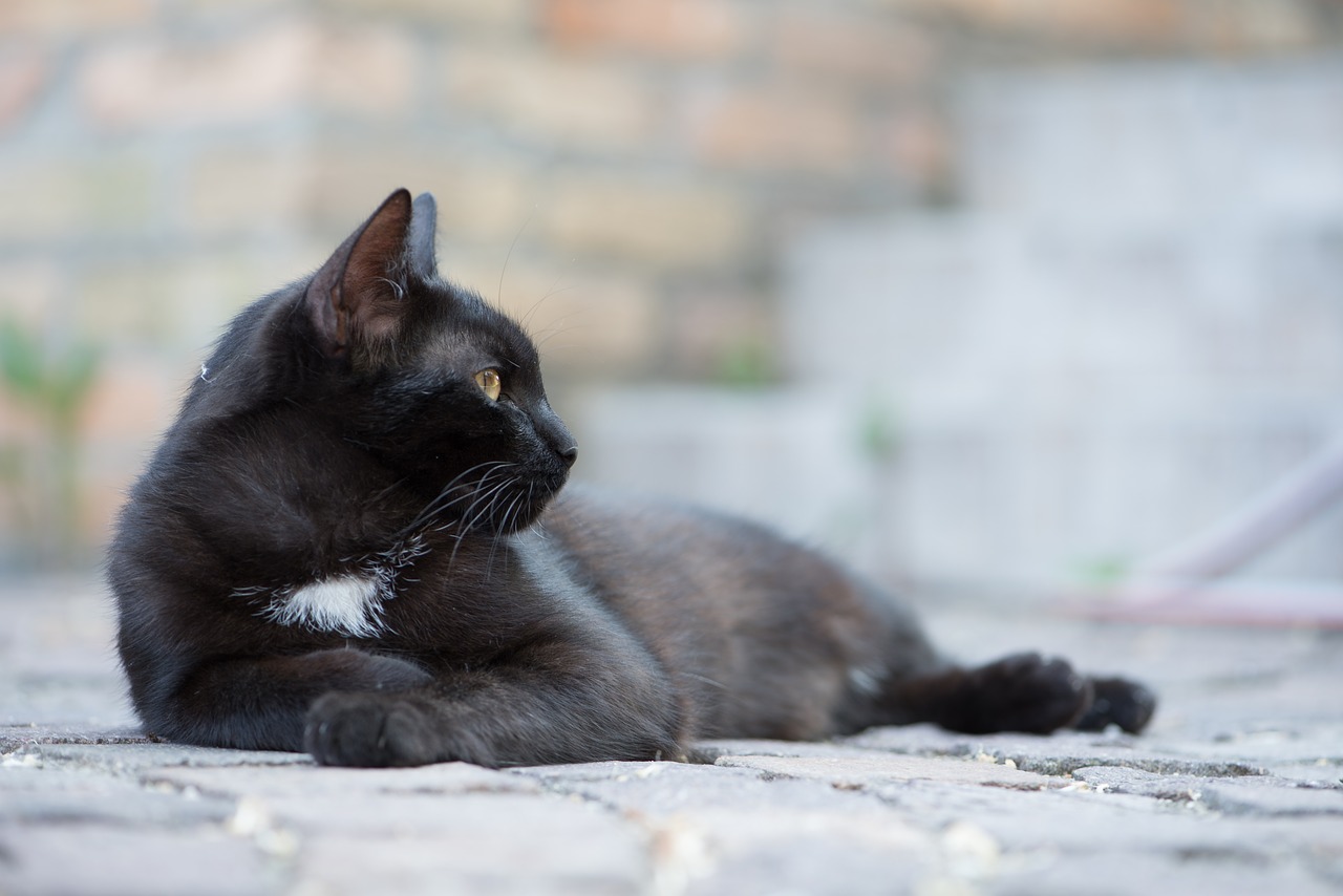 domestic cat black cat kitten free photo