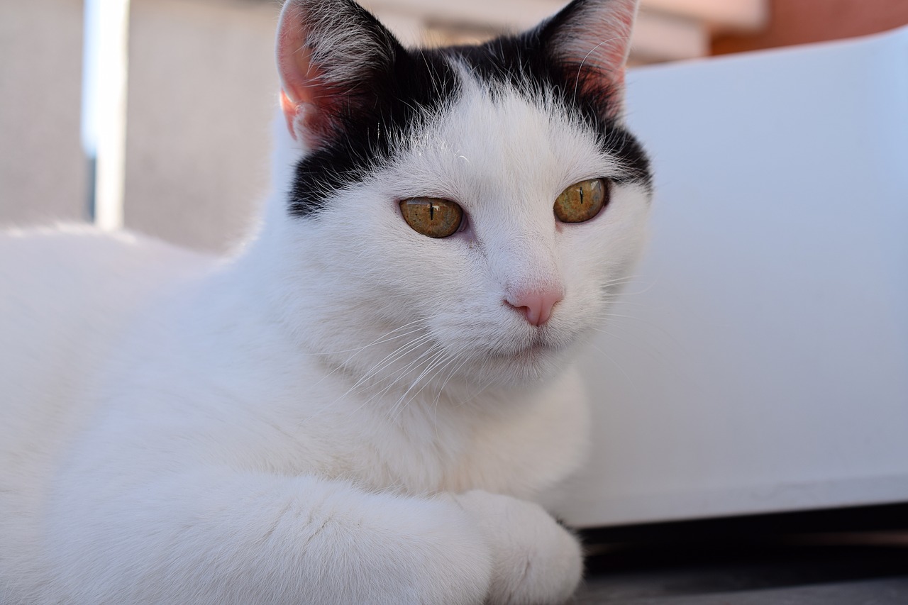 domestic cat cat's eyes pet free photo