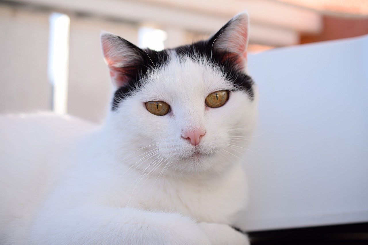 domestic cat cat's eyes pet free photo