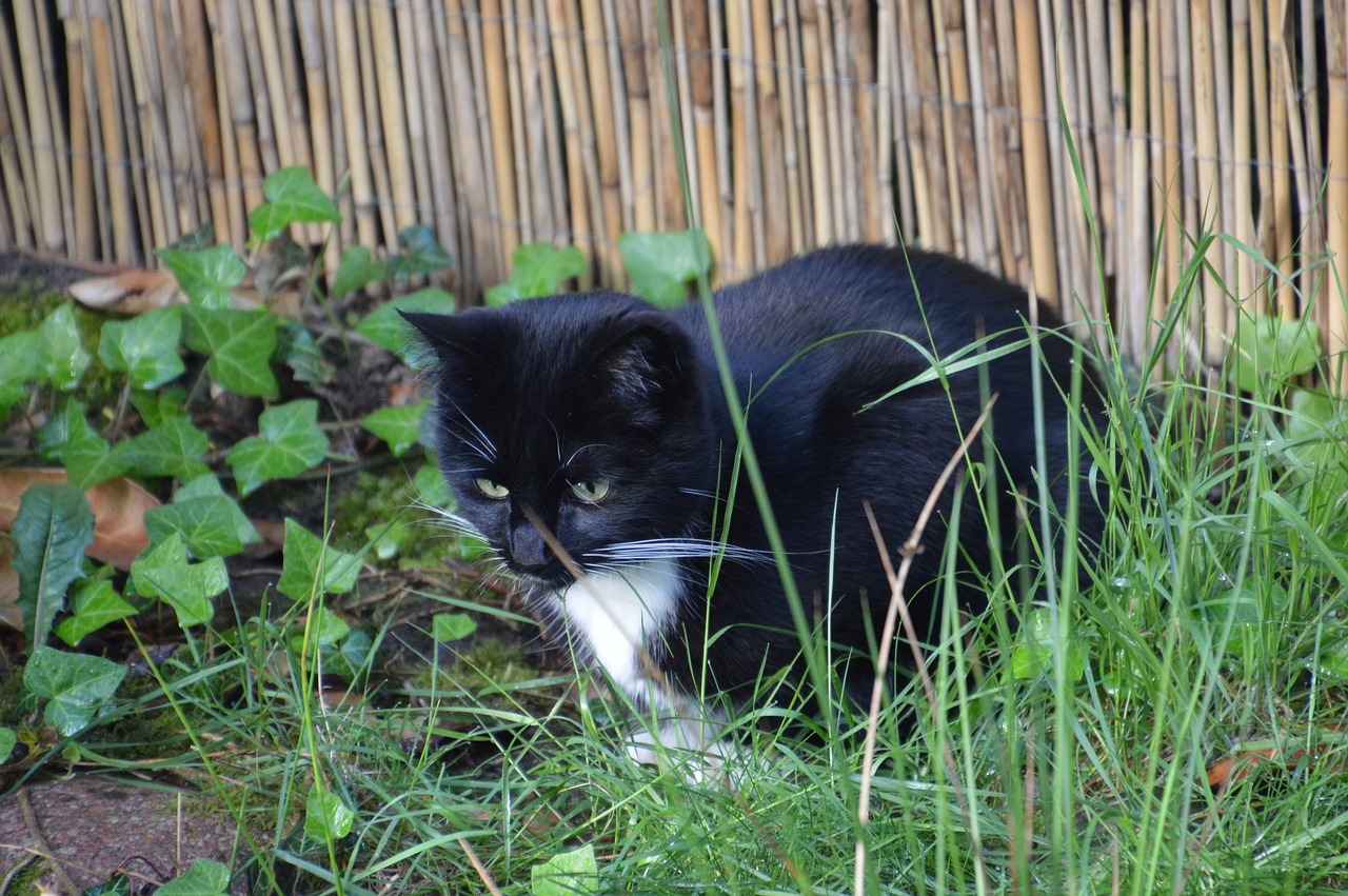 domestic cat  garden  idyll free photo