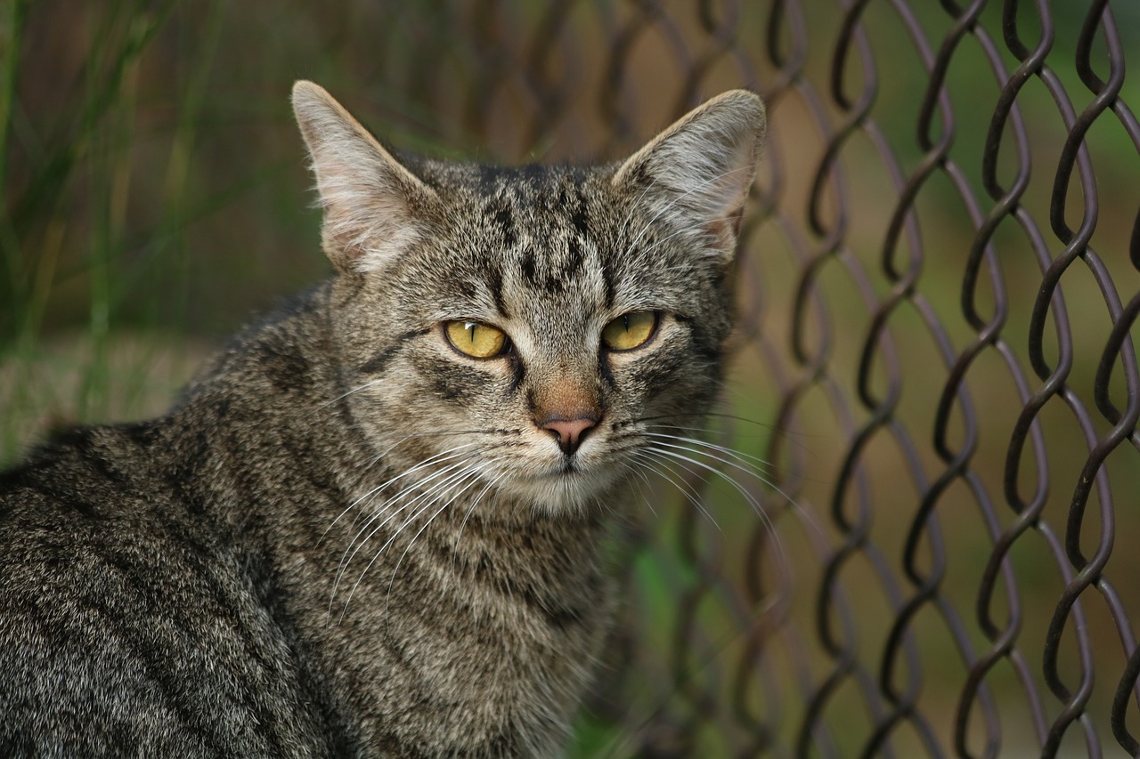 domestic cat  gaze  animal free photo