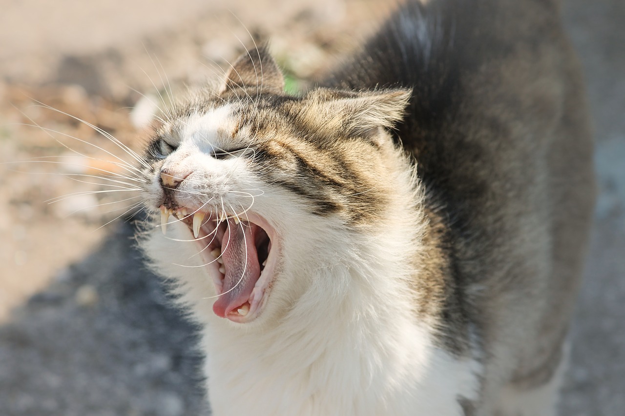 domestic cat  cat  foot free photo