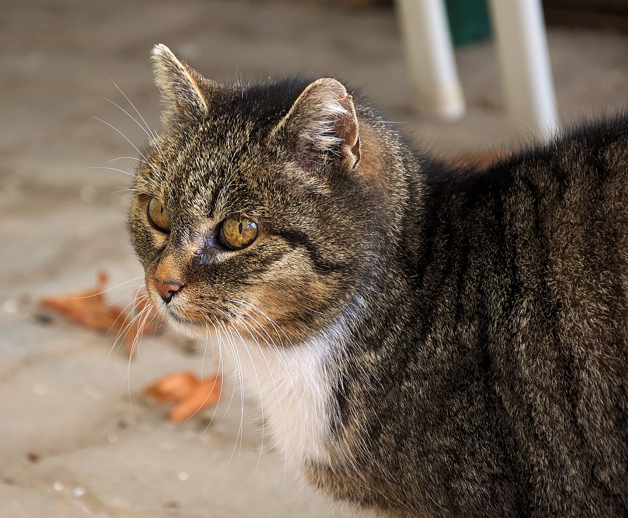 domestic cat  animal portrait  cat free photo