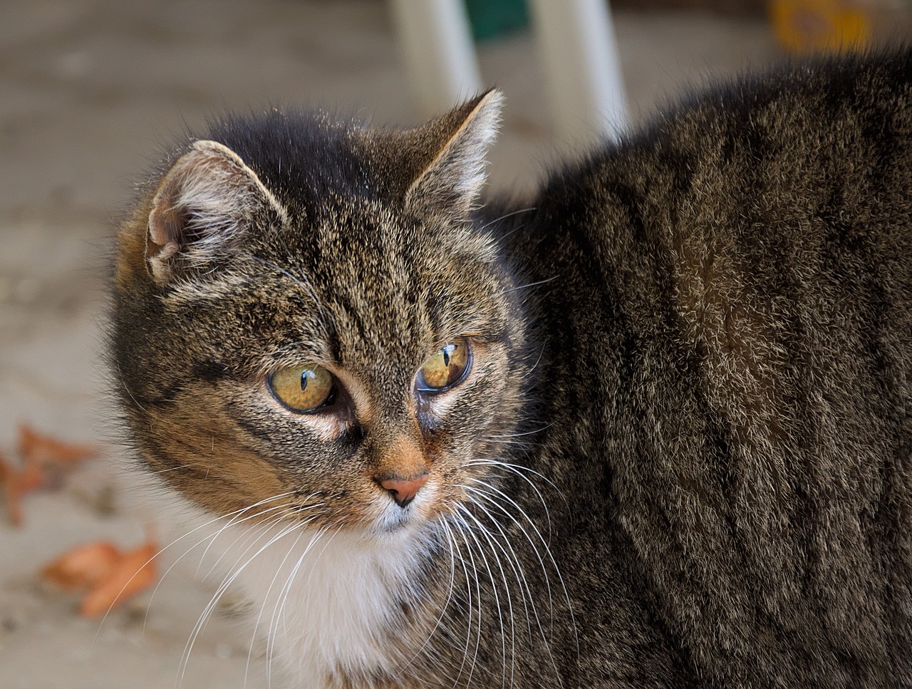 domestic cat  portrait  head free photo