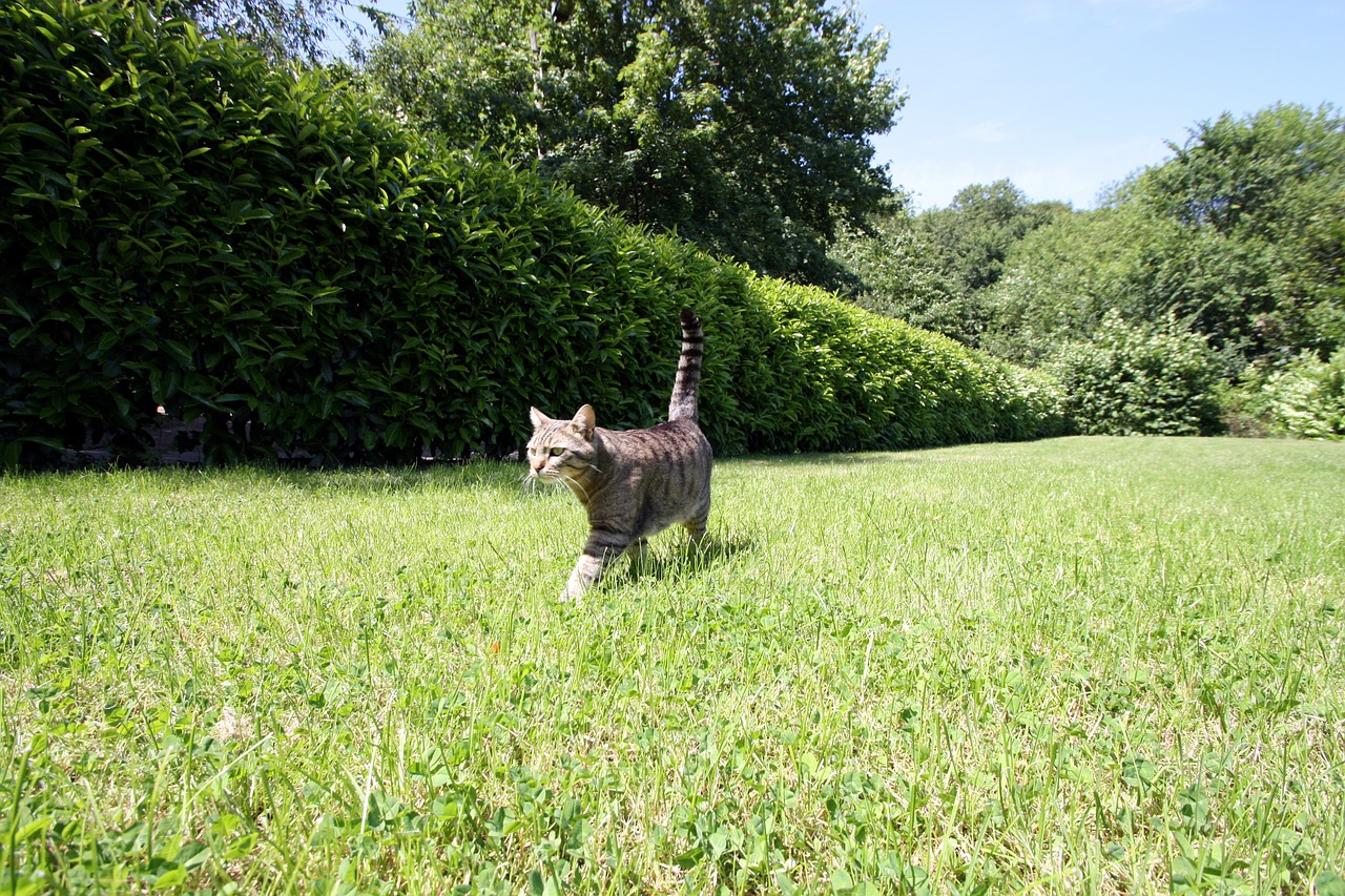 domestic cat cat garden free photo