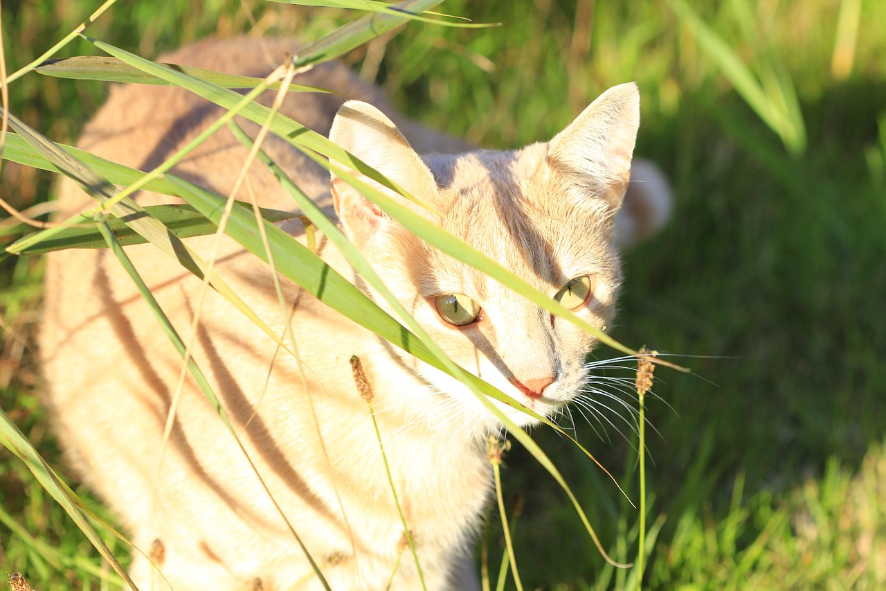 domestic cat cat cat face free photo