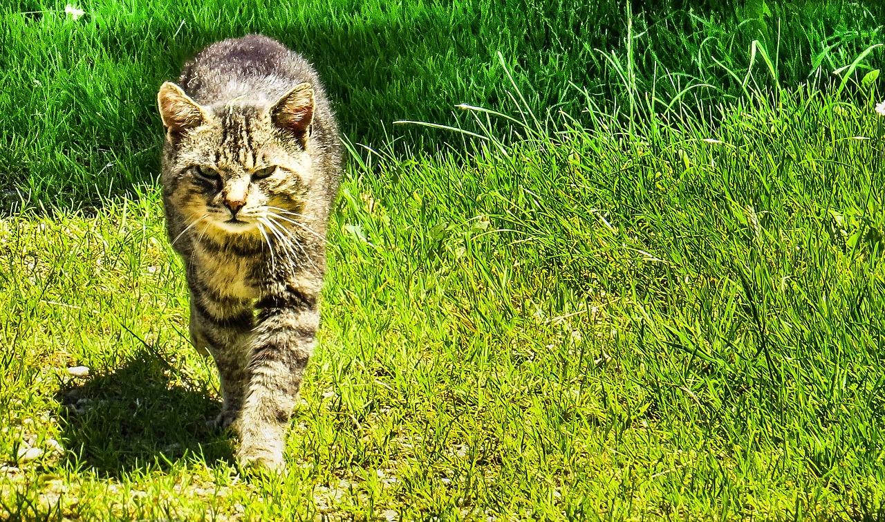 domestic cat cat animals free photo