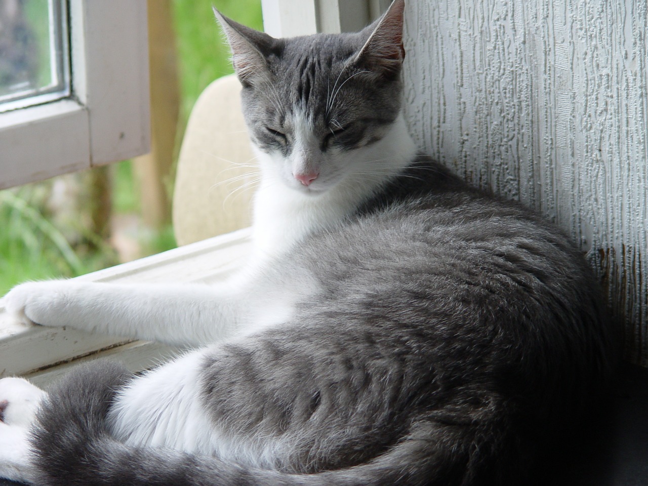 domestic cat cat relax free photo