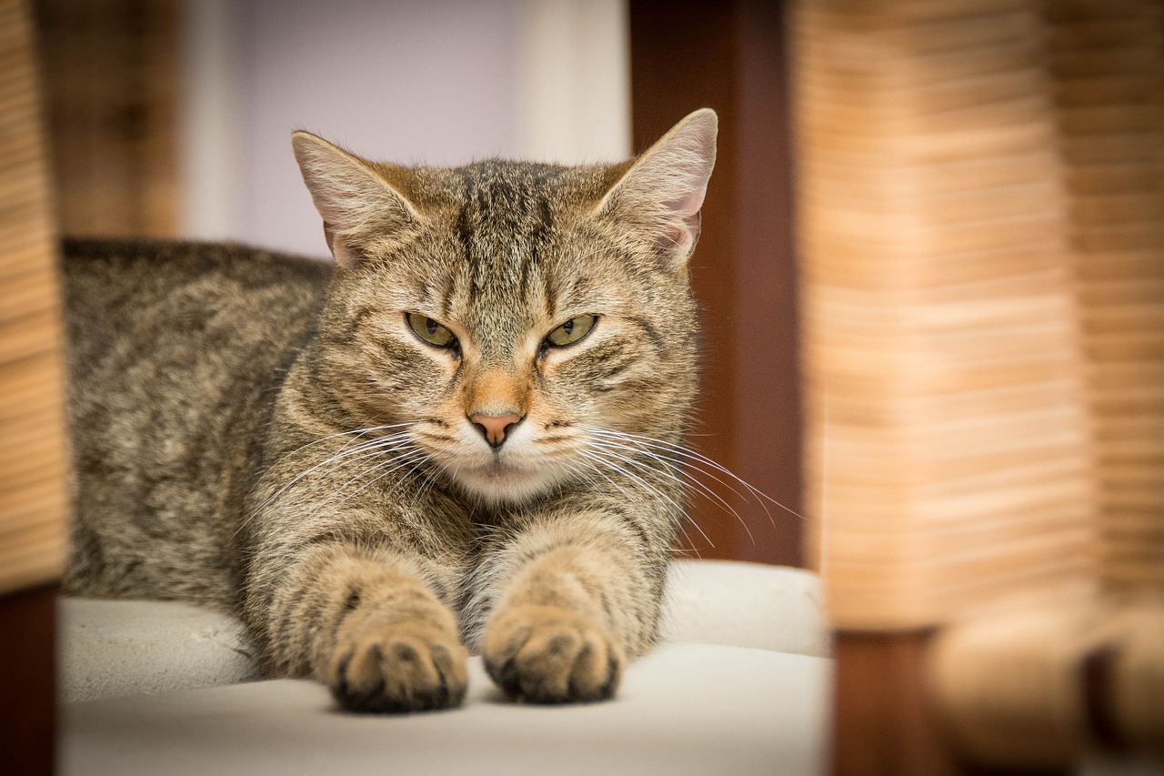 domestic cat cat relaxed free photo