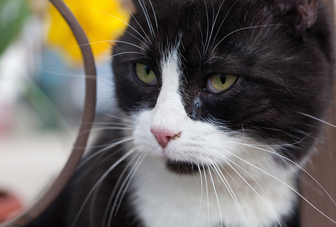 domestic cats closeup black and white free photo