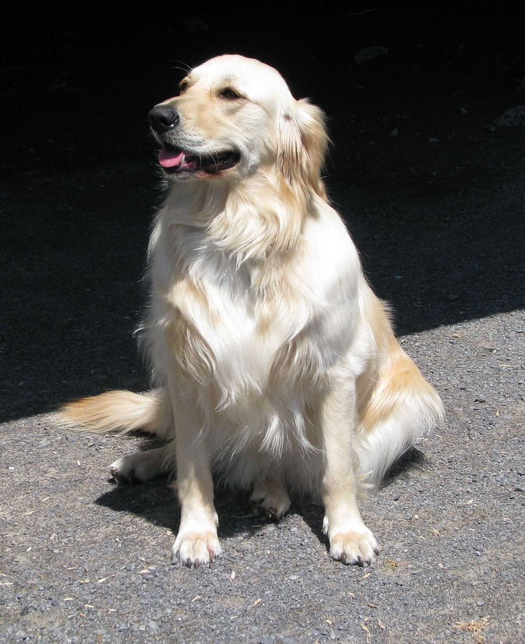 domestic dog canis familiaris golden retriever free photo