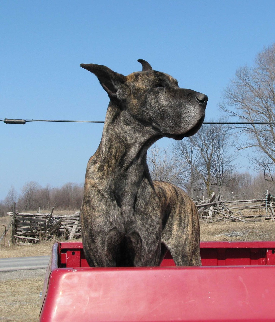 domestic dog canis familiaris great dane free photo