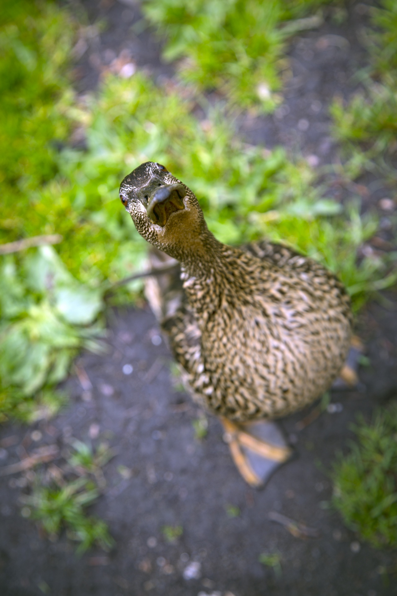 Download free photo of Green,grass,domestic,ducks,vertebrate animals - from needpix.com