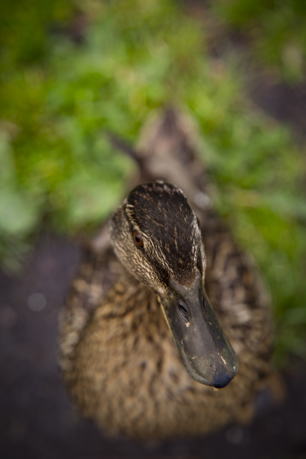 green grass domestic free photo