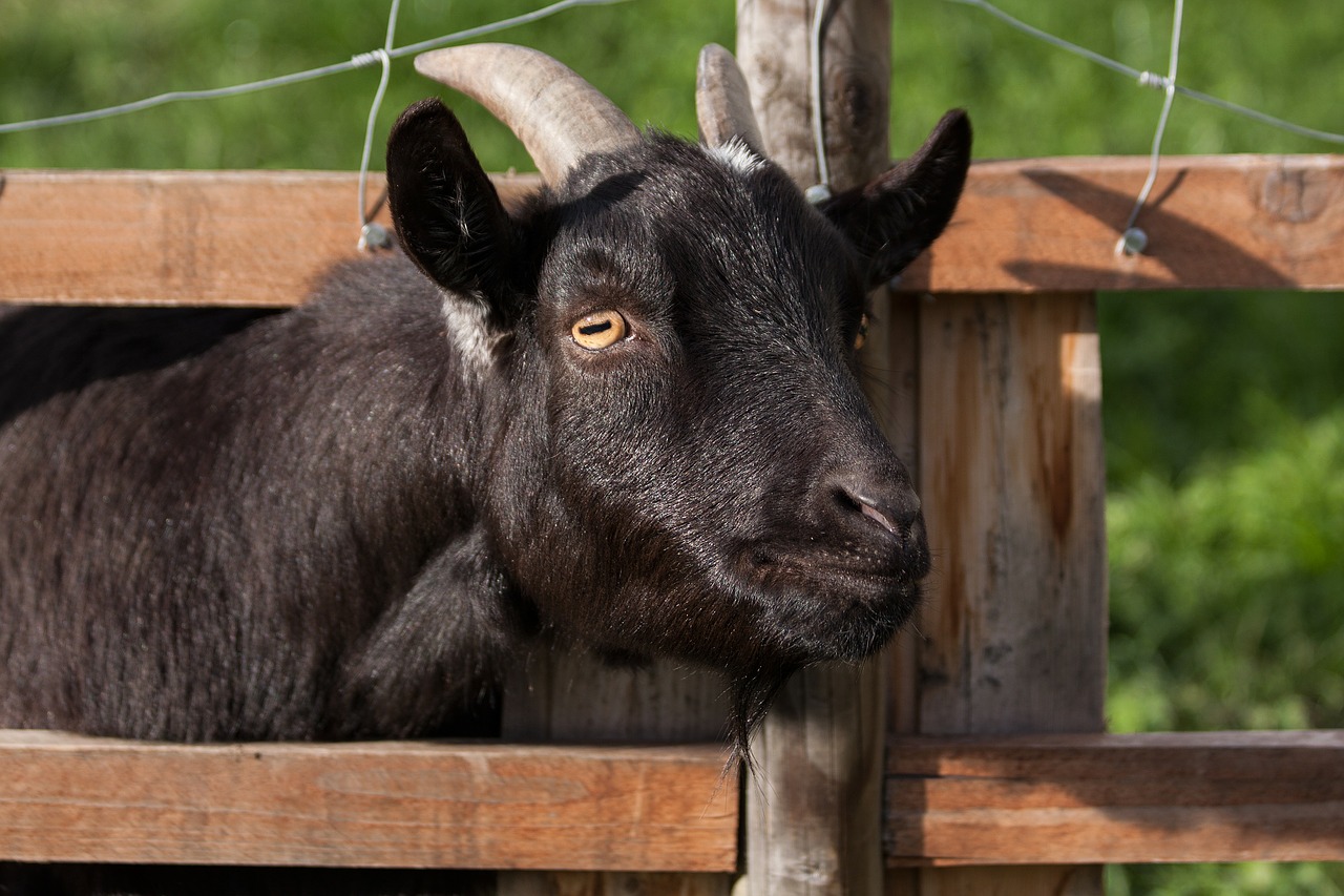 domestic goat capra aegagrus hircus goat free photo