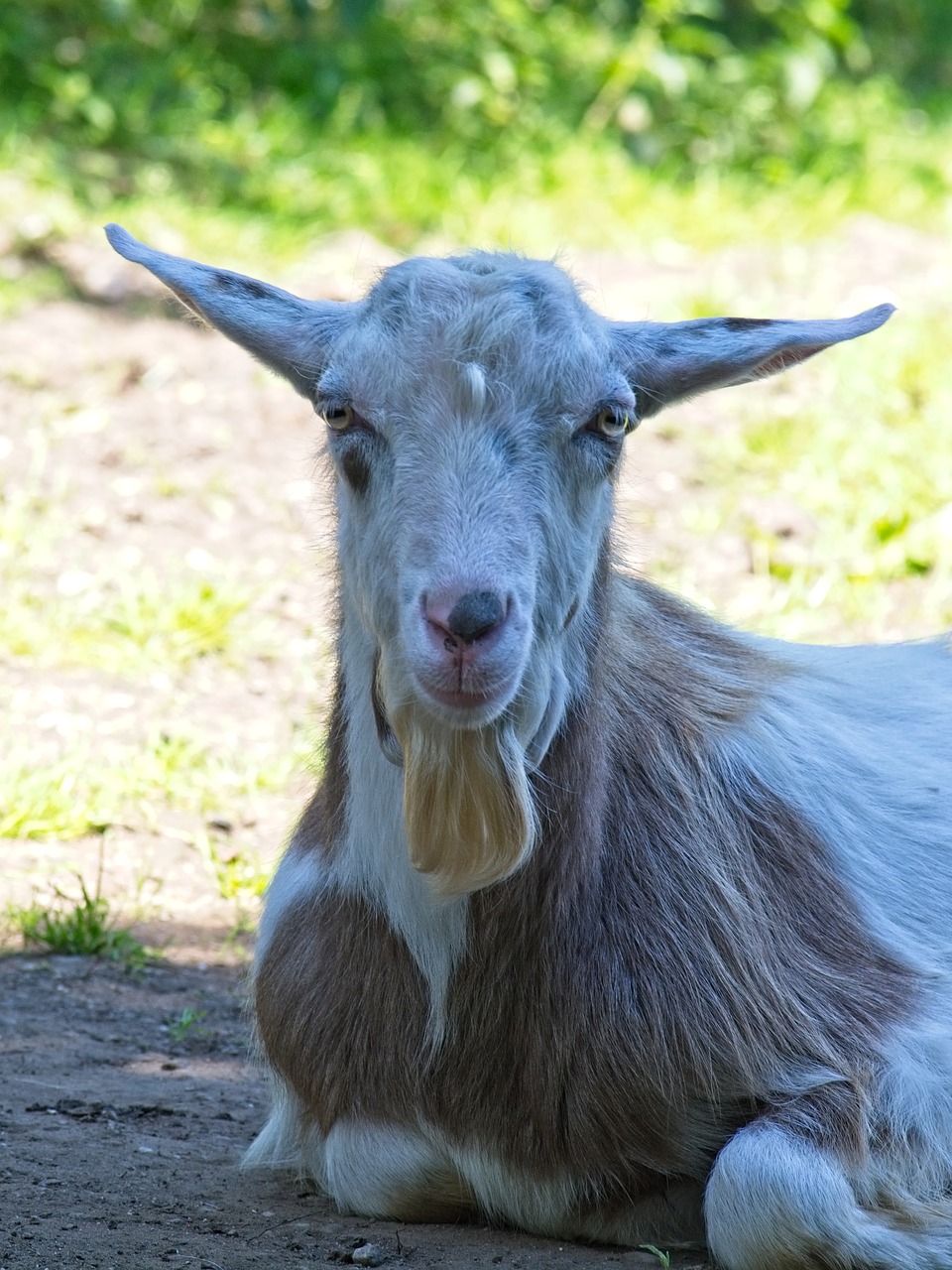 G o a l перевод. Козел Goat. Коза домашняя. Козья морда. Морда козы.