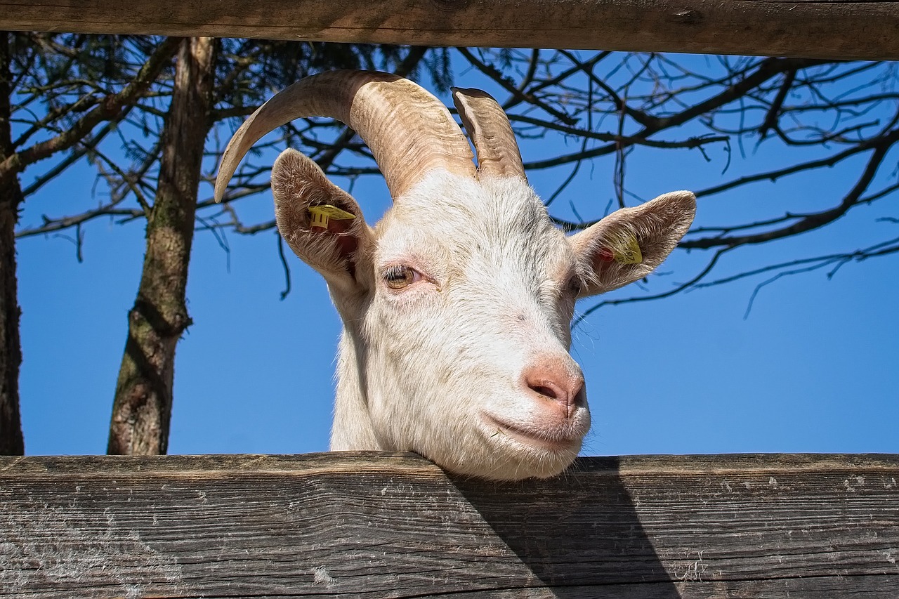 domestic goat  goat  head free photo
