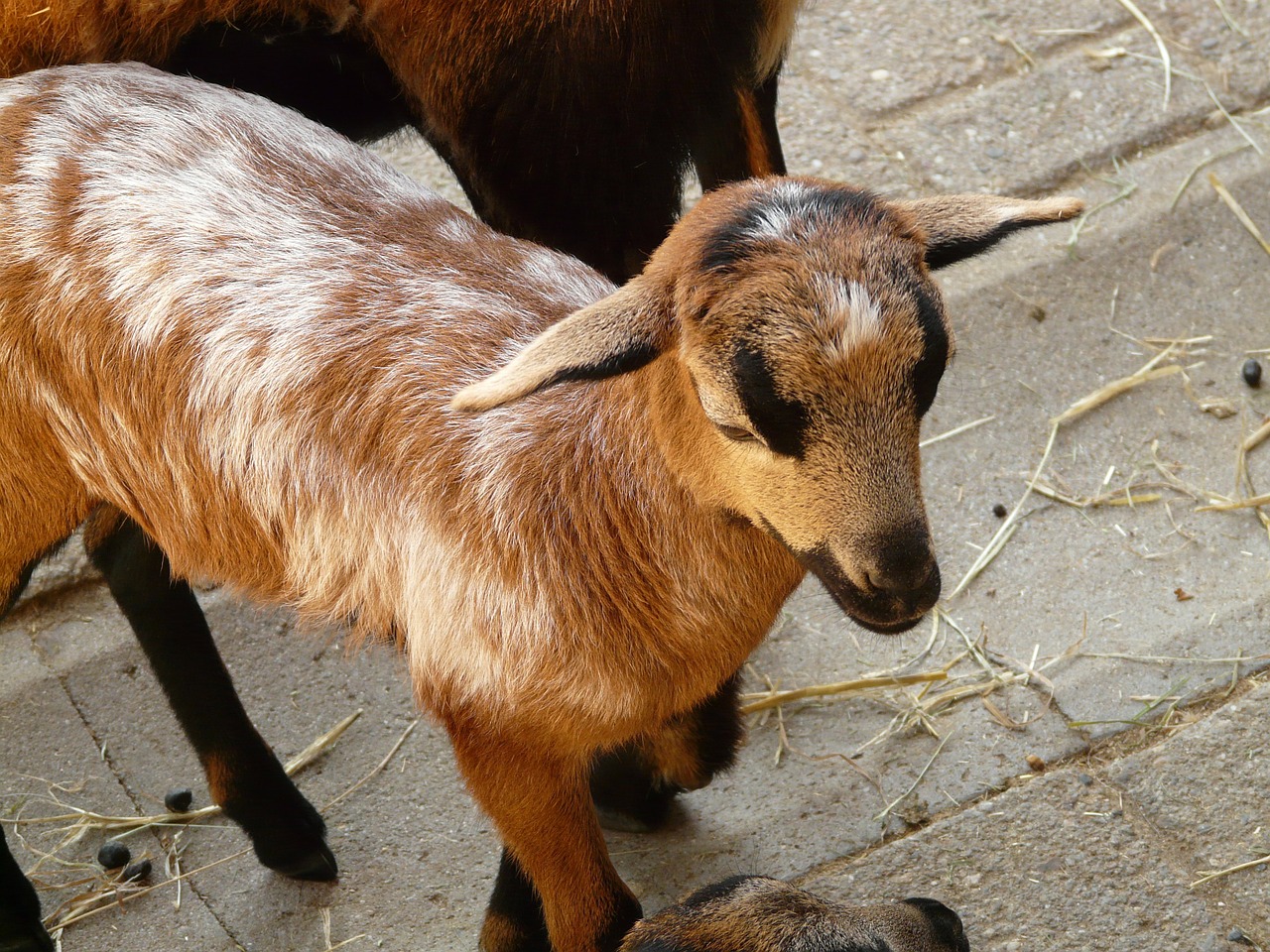 domestic goat goat livestock free photo