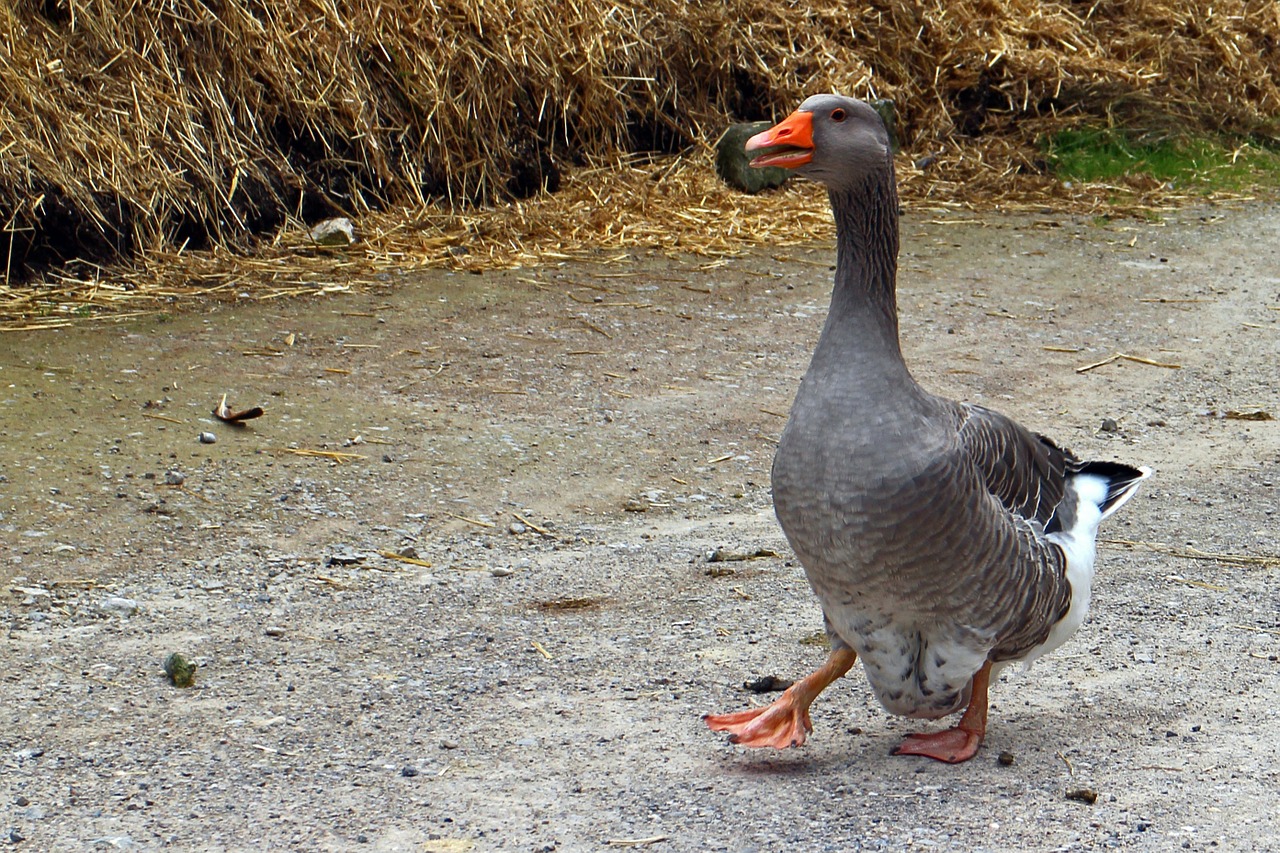 domestic goose goose greylag goose free photo