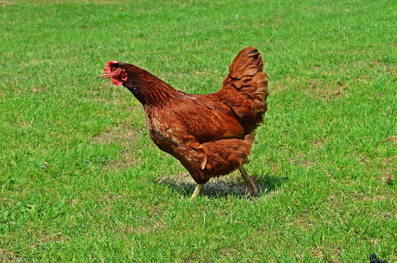 domestic hen bird egg free photo