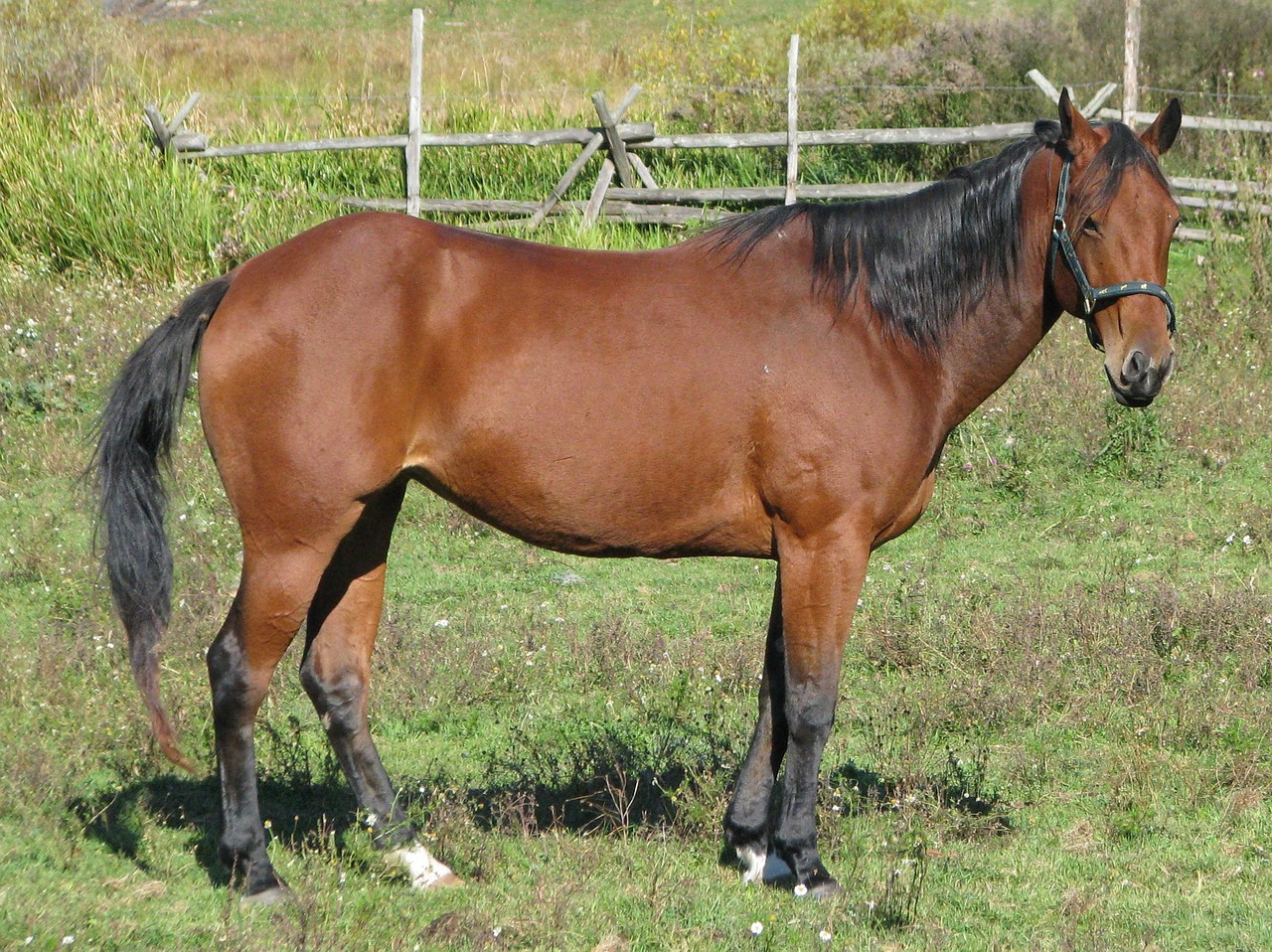 domestic horse equus ferus caballus american quarter horse free photo