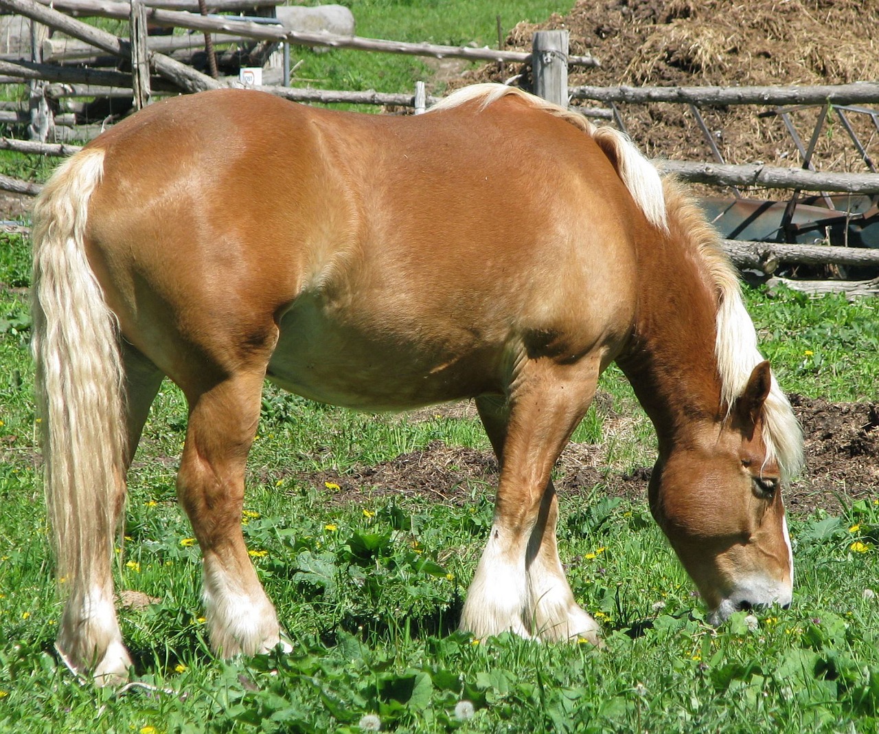 domestic horse equus ferus caballus belgian work horse free photo