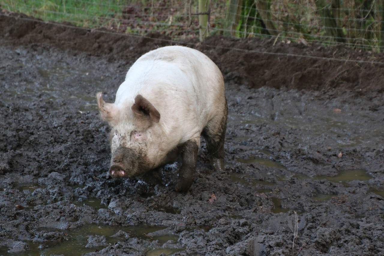 domestic pig pig mud free photo