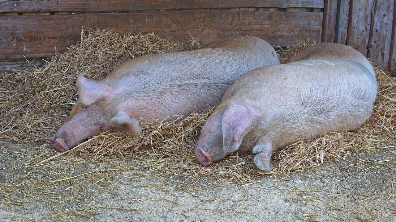 domestic pig  pig  lying free photo