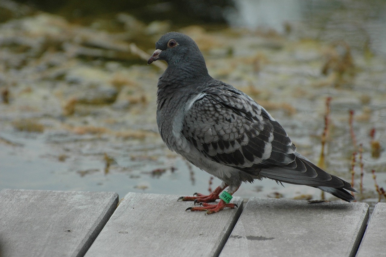 domestic pigeon terrace bird free photo