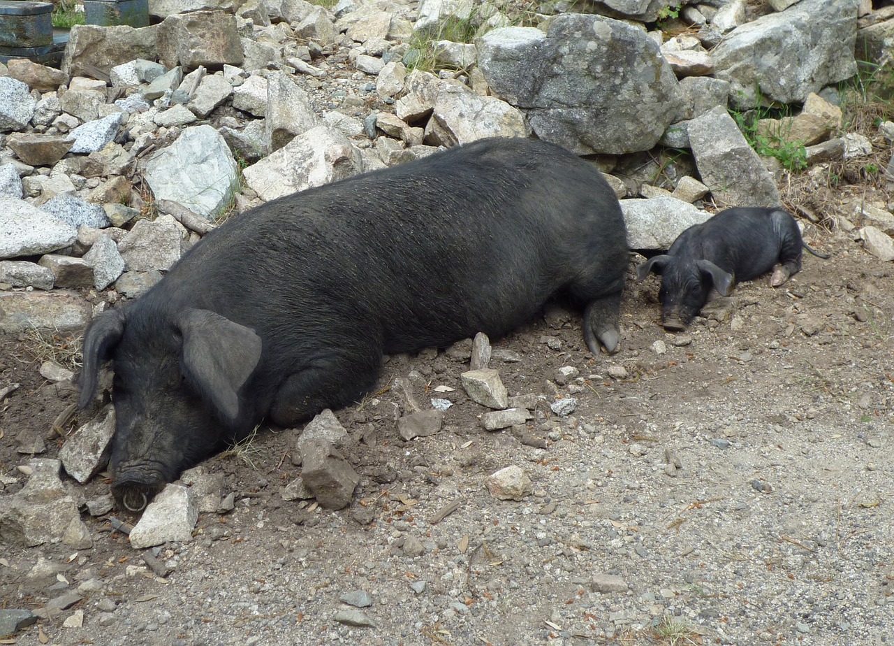 domestic pigs pigs black free photo