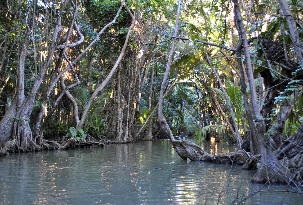 dominica rainforest jungle free photo