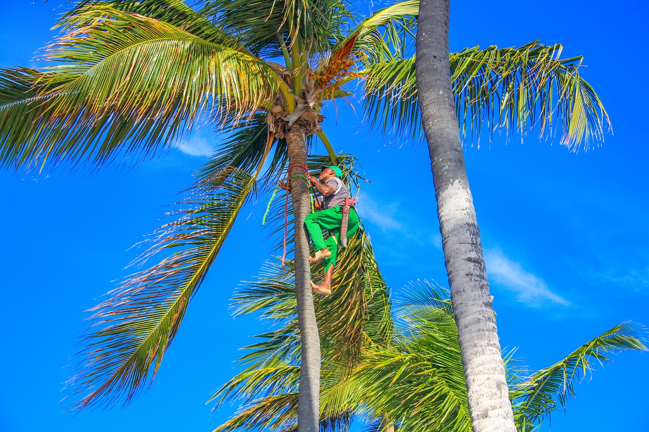 dominican republic palm trees machete free photo