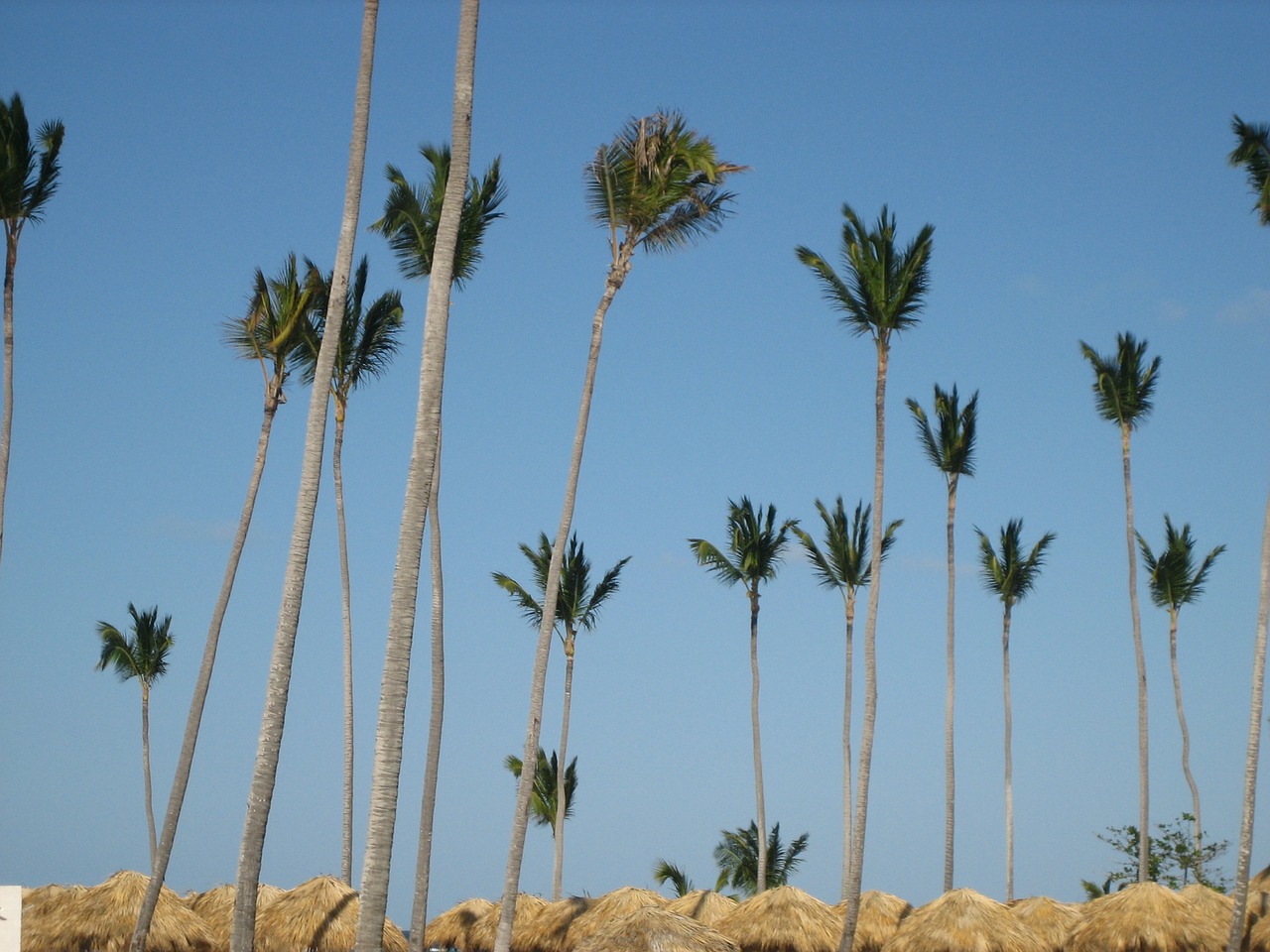 dominican republic palm trees beach free photo
