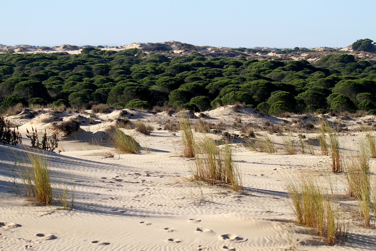 doñana national park spain dune free photo