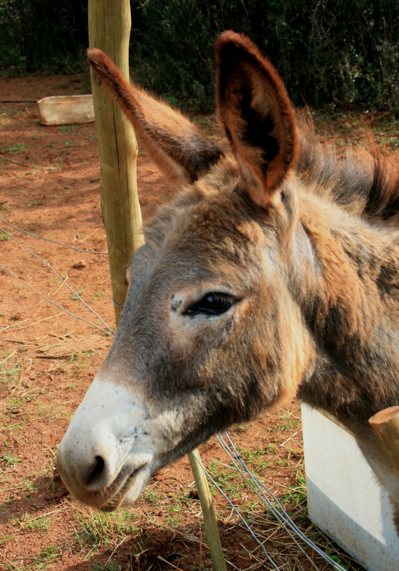 animal donkey light brown free photo