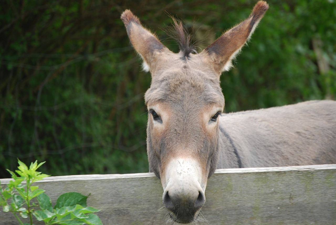 donkey pasture portrait free photo