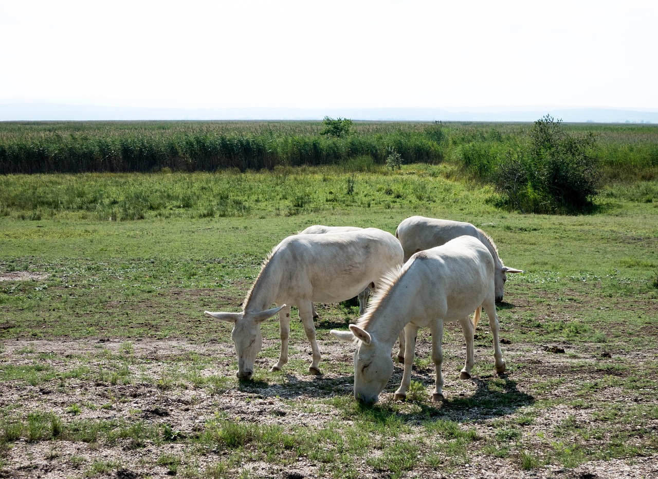 donkey white steppe free photo