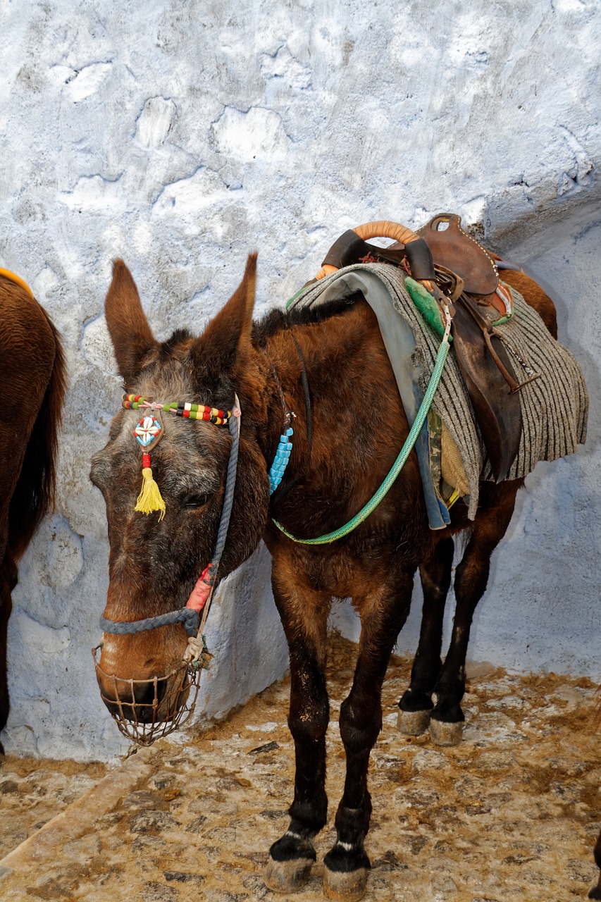 donkey animal santorini free photo