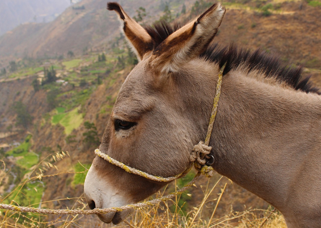 donkey animal grey free photo