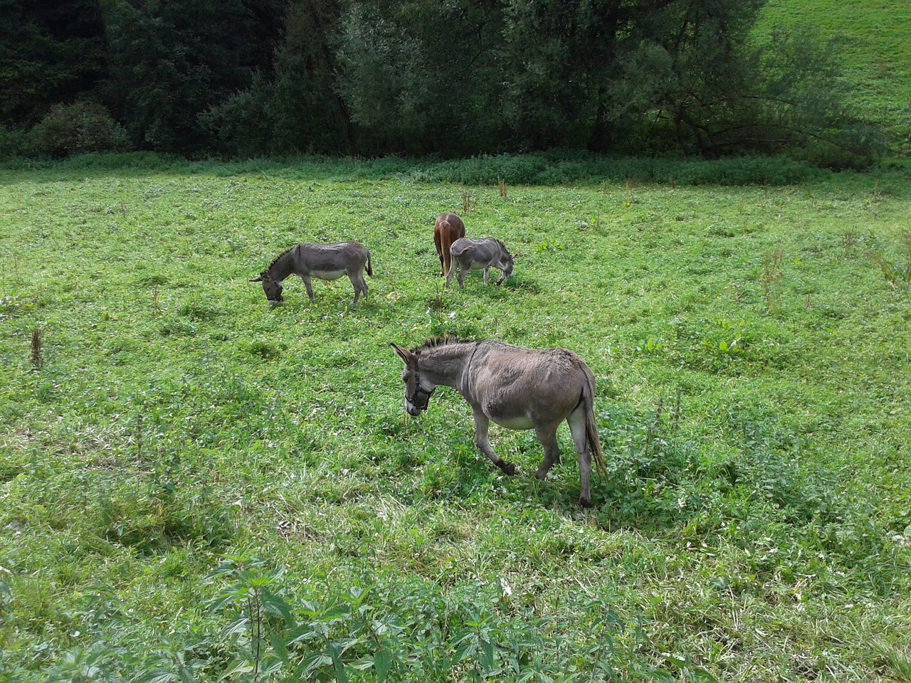 donkey meadow nature free photo