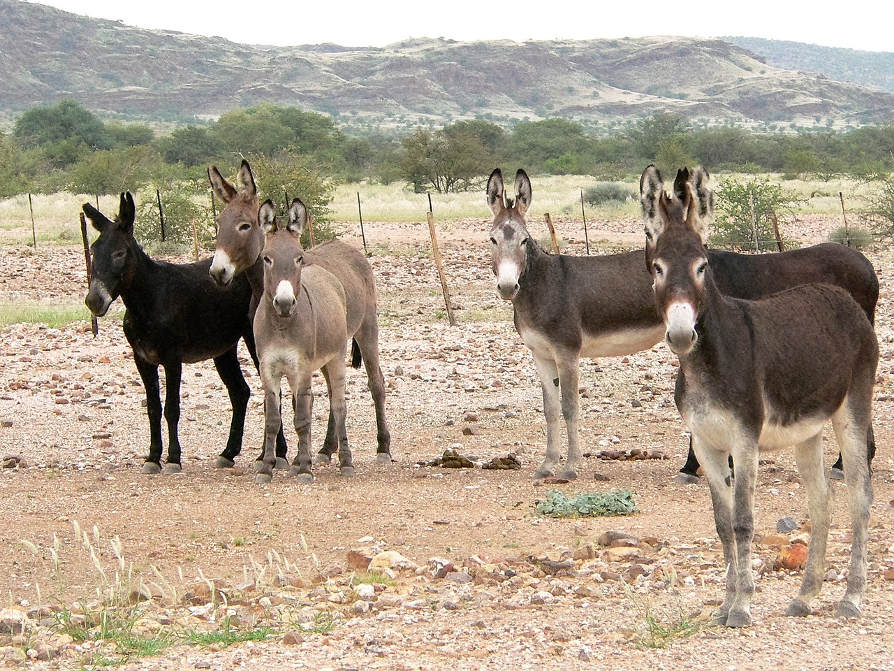 donkey group flock free photo