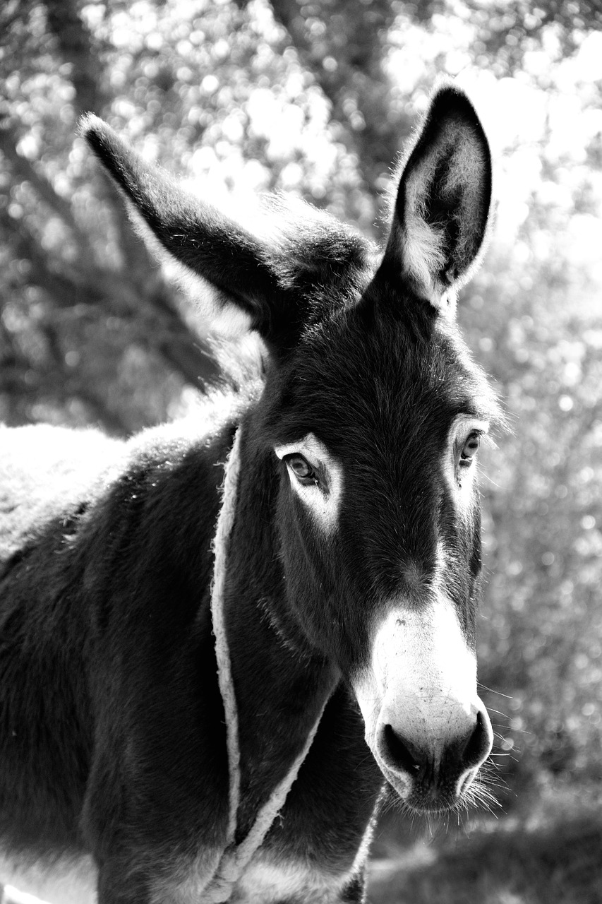 donkey primogeniture animal suffering free photo